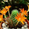 Rebutia_ donaldiana_ Lau348 _15